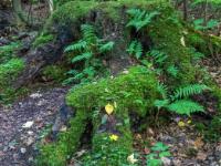 Bemooste Eibenwurzeln und Baumstumpf mit Farnblättern